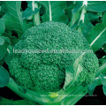 BR02 LJ no.2 75 days medium maturity chinese hybrid broccoli seeds f1